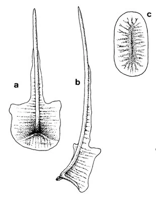 Pterocystis tropica