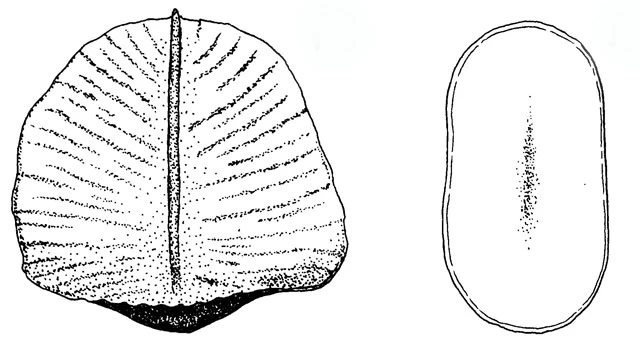 Pterocystis veliformis