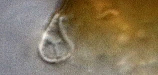 Pyxidicula invisitata