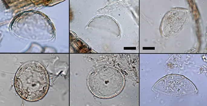 Pyxidicula muskegii
