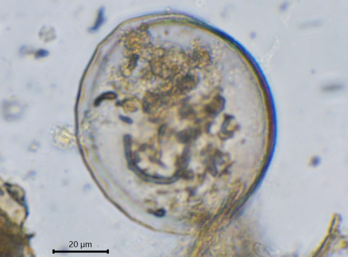 Pyxidicula Mongolia