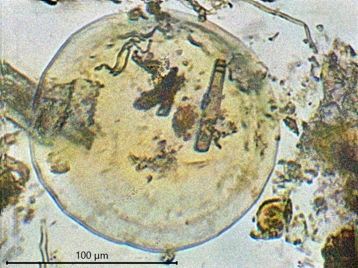 Pyxidicula