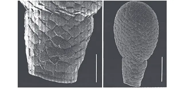 Quadrulella constricta