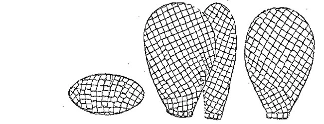 Quadrulella quadrigera africana