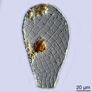 Quadrulella quadrigera