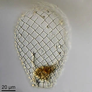 Quadrulella quadrigera