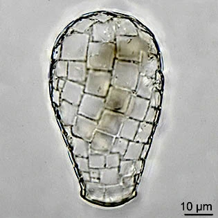 Quadrulella variabilis