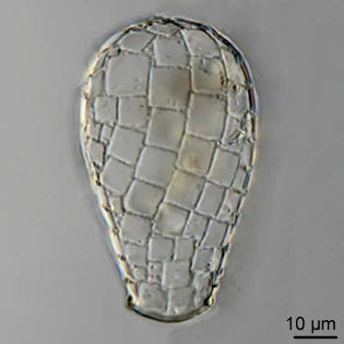 Quadrulella variabilis