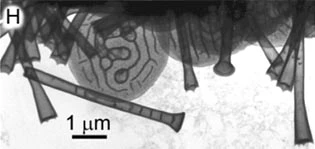 Rabdiaster reticulata