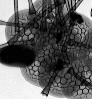 Rabdiaster reticulata