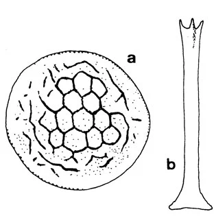Rabdiaster reticulata