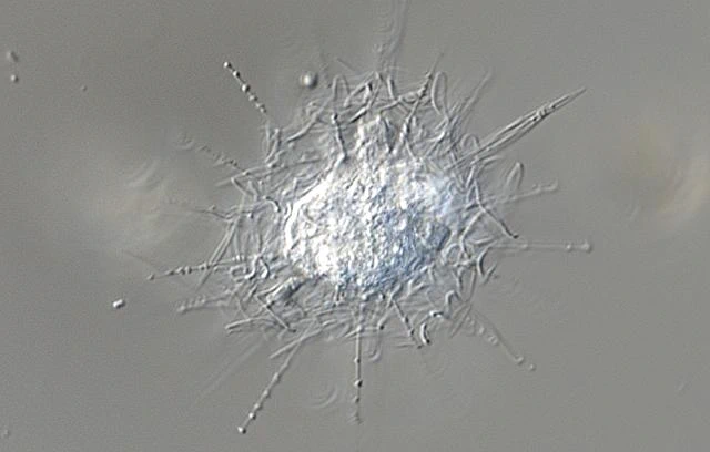 Raphidocystis ambigua