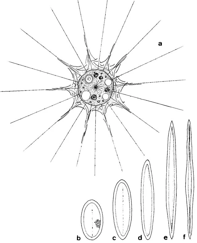 Raphidocystis ambigua