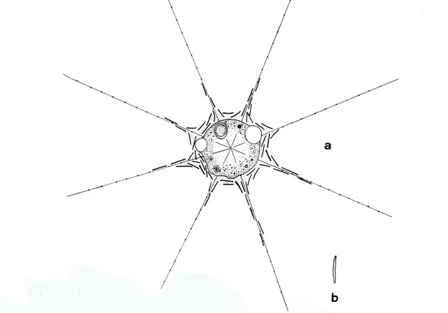 Raphidocystis brunii