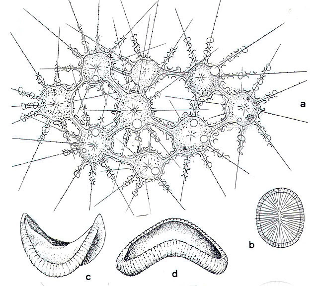 Raphidiophrys elegans
