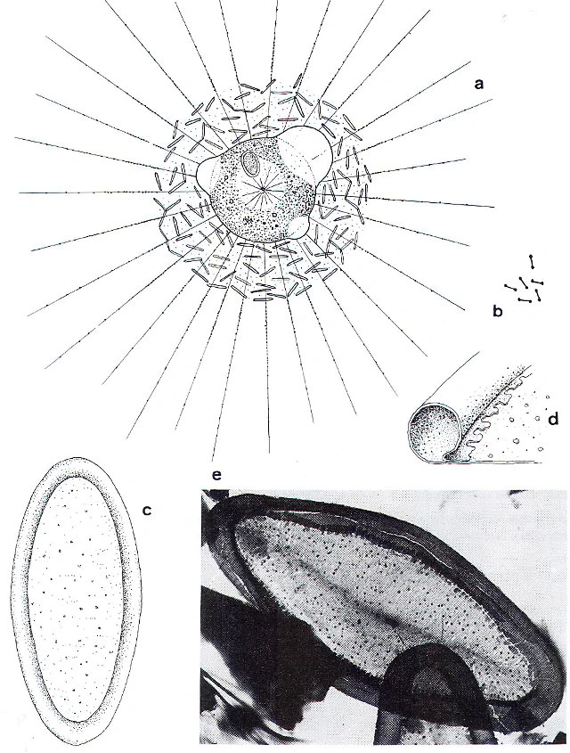 Raphidocystis marginata