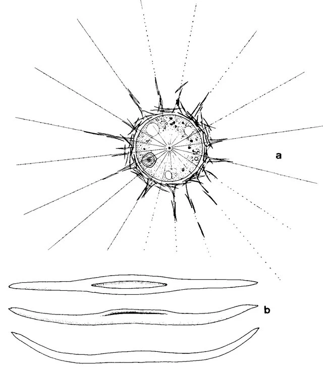 Raphidocystis pallida