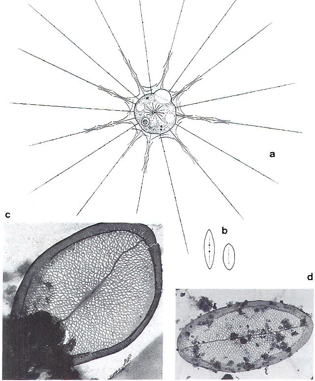 Raphidocystis symmetrica
