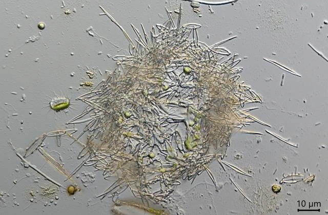 Raphidocystis ambigua