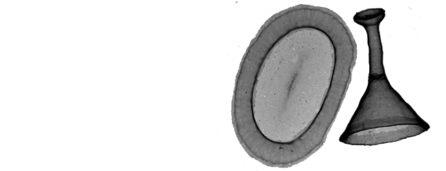 Raphidocystis glabra