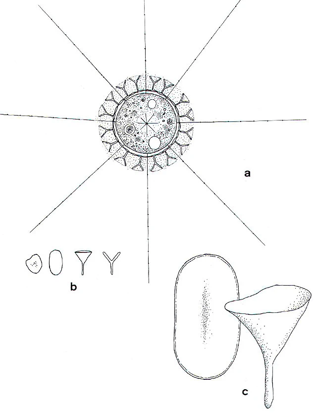 Raphidocystis glutinosa