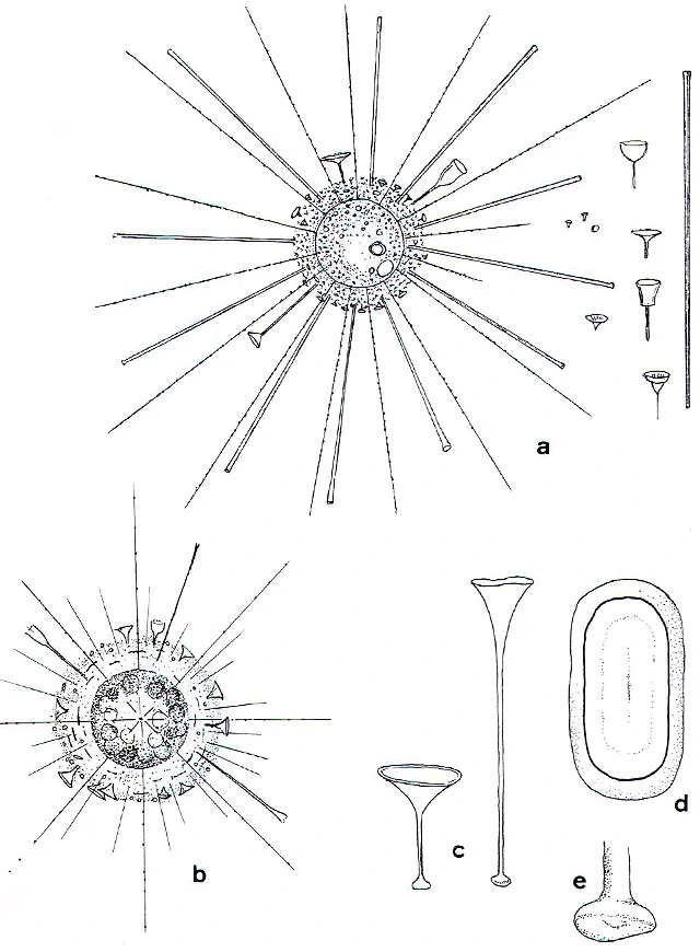 Raphidocystis lemani
