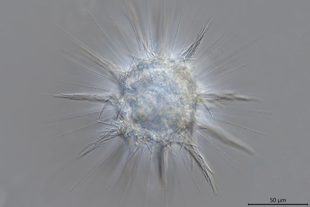 Raphidocystis pallida