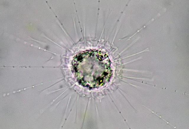 Raphidocystis tubifera
