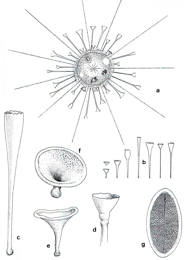 Raphidocystis tubifera