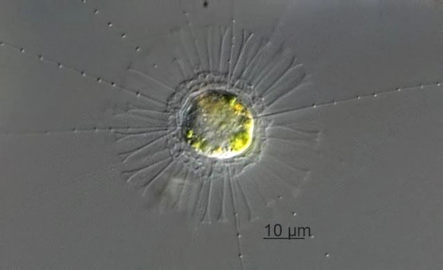 Raphidocystis tubifera