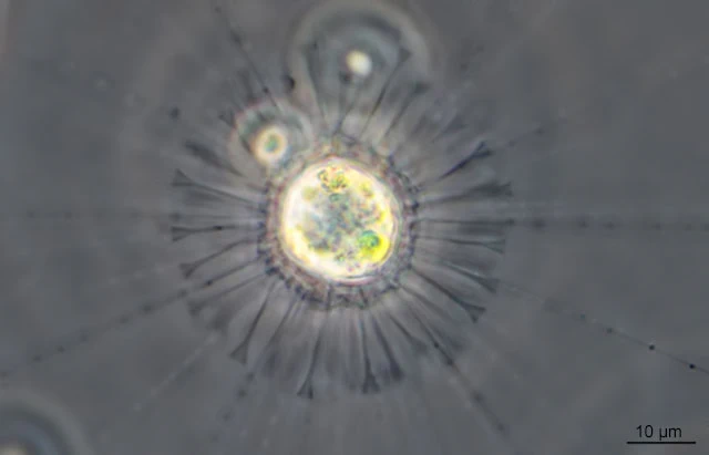 Raphidocystis tubifera