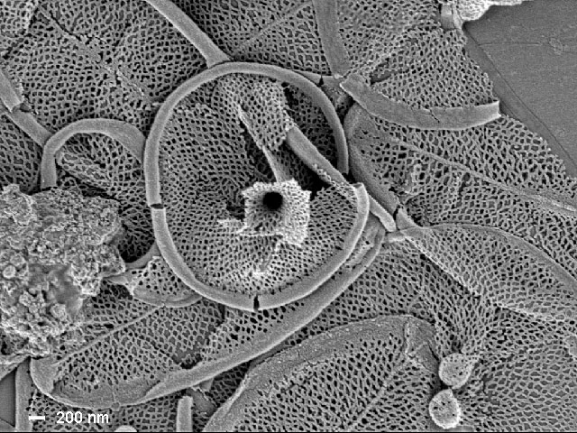 Raphidocystis tubifera