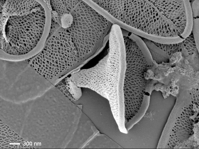 Raphidocystis tubifera