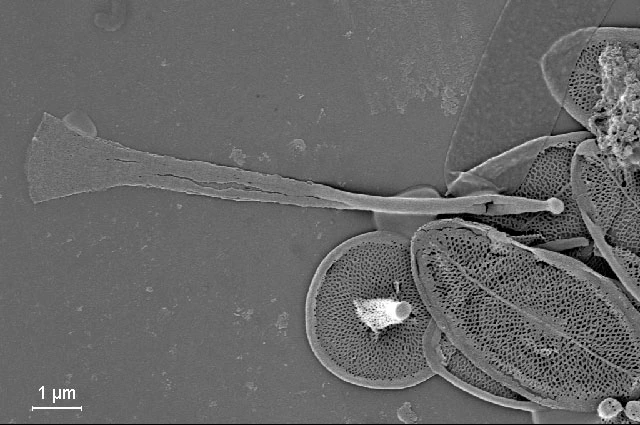 Raphidocystis tubifera