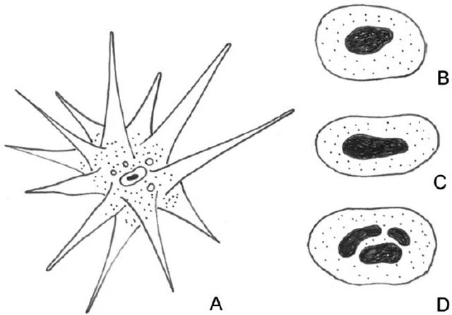 Rhizamoeba neglecta
