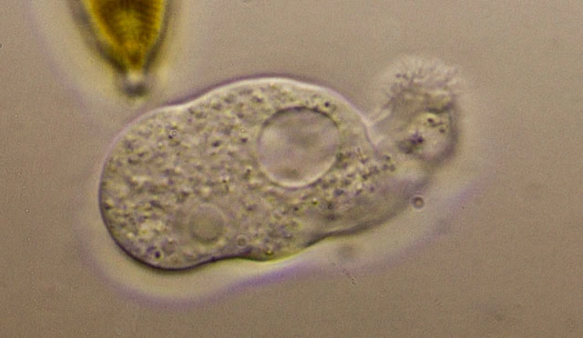 Rhizamoeba timidum