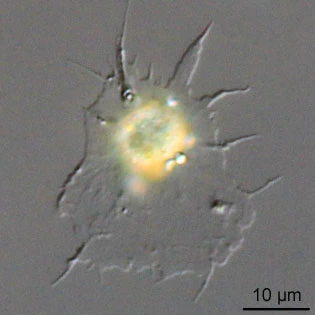 Rhogostoma