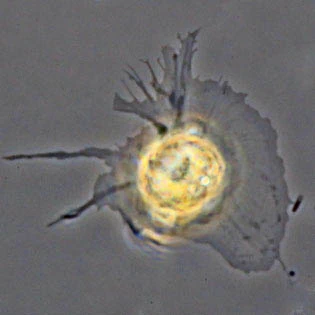 Rhogostoma