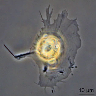 Rhogostoma