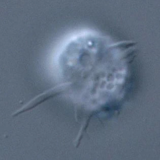 Rhogostoma minus - Yana Eglit