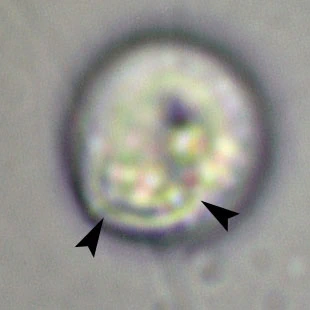 Rhogostoma spec. - Ferry Siemensma