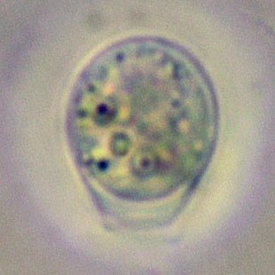 Rhogostoma spec. - Ferry Siemensma