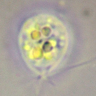 Rhogostoma spec. - Ferry Siemensma