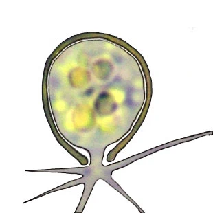 Rhogostoma spec. - Ferry Siemensma
