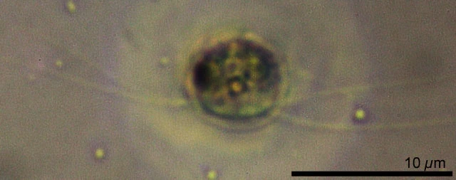 Rhogostoma spec. - Ferry Siemensma