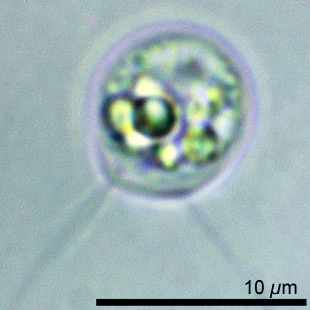Rhogostoma spec. - Ferry Siemensma