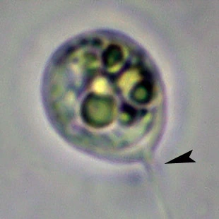 Rhogostoma spec. - Ferry Siemensma