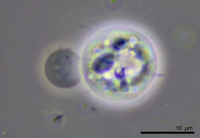 Rhogostoma spec. - Ferry Siemensma