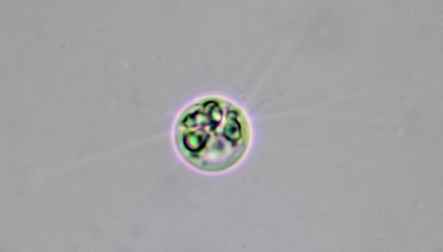 Rhogostoma spec. - Ferry Siemensma
