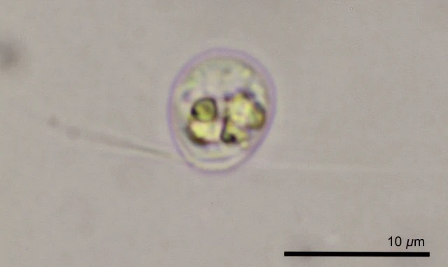 Rhogostoma spec. - Ferry Siemensma